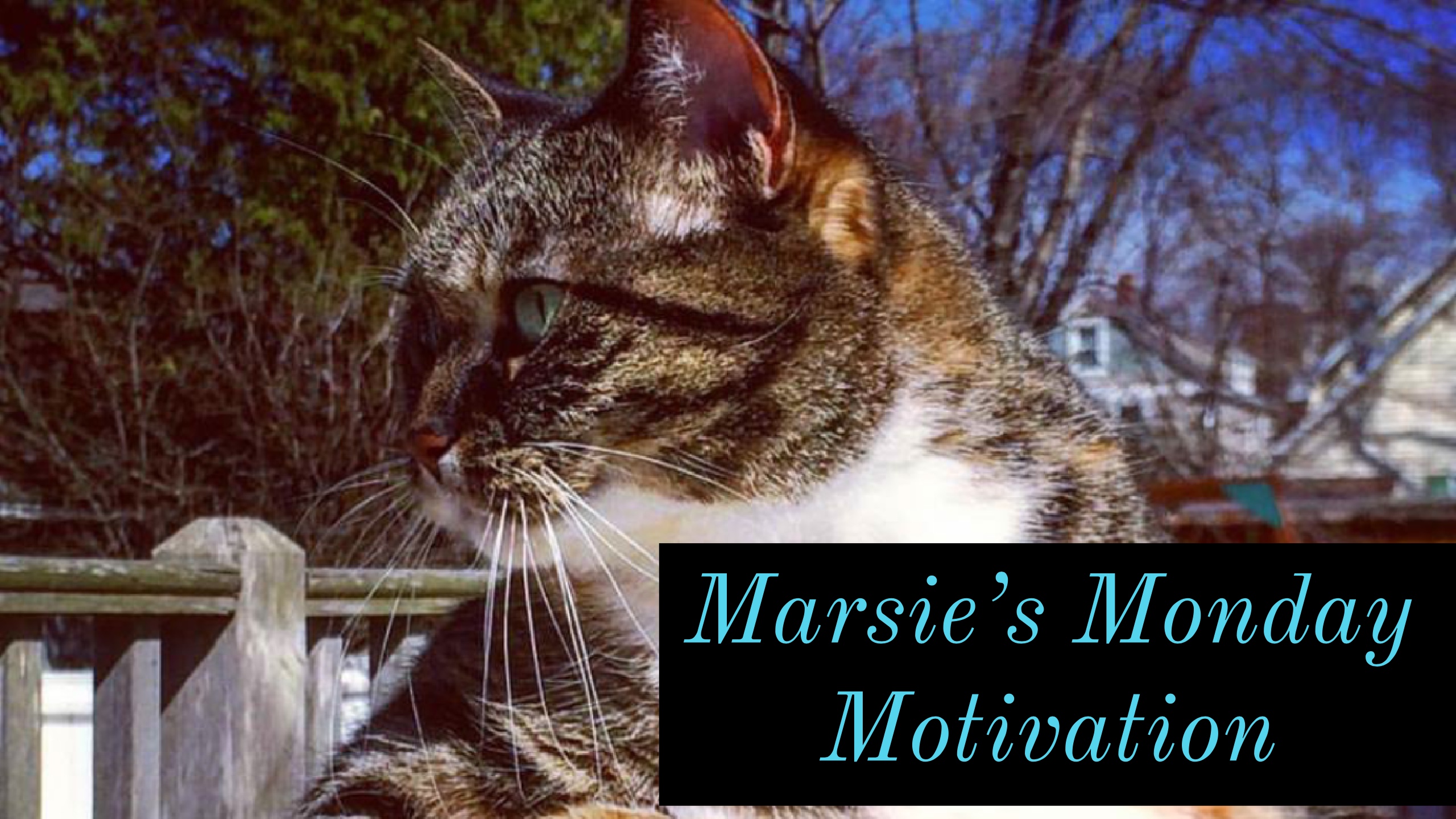 carriejonesbooks.blog Writing tips and help from NYT bestselling author Carrie Jones