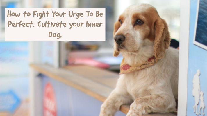 Dogs are Smarter Than People Podcast