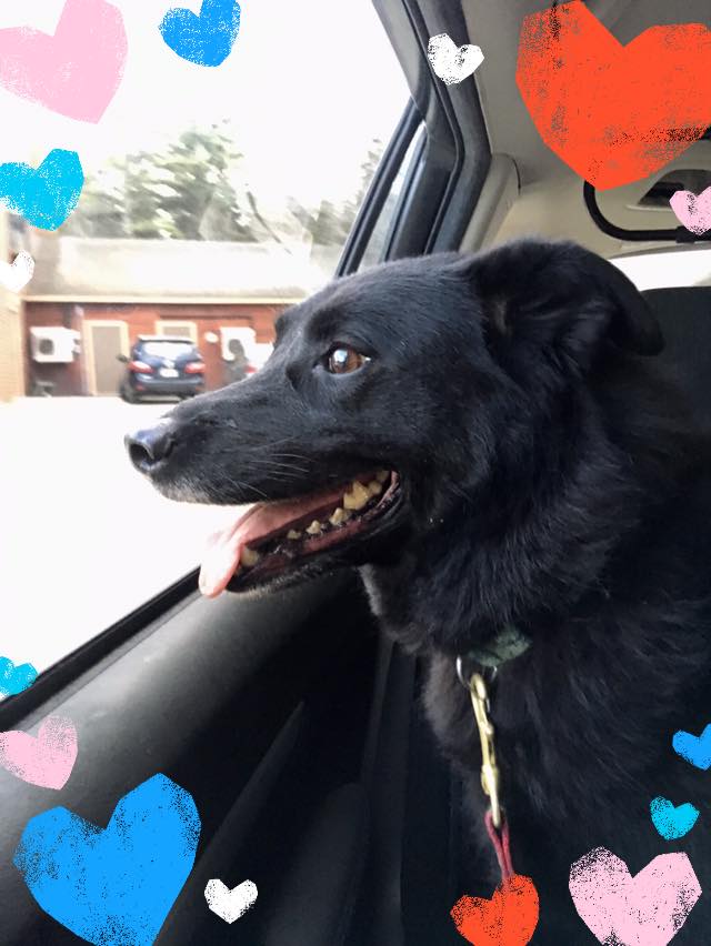 The thing is to be in your moment Right now. Where are you? Are you stuck in a car and can't open the door? You can still smile out the window. The car will move again. You will move again. You've got this. You're so full of light. xo Sparty Dog (apologies for the hearts)