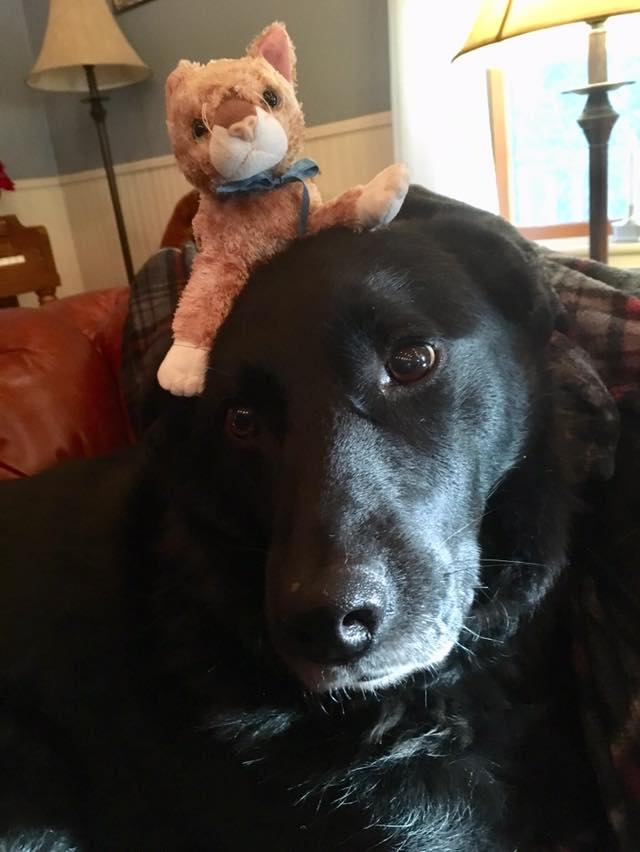 Sparty's Dog Thoughts