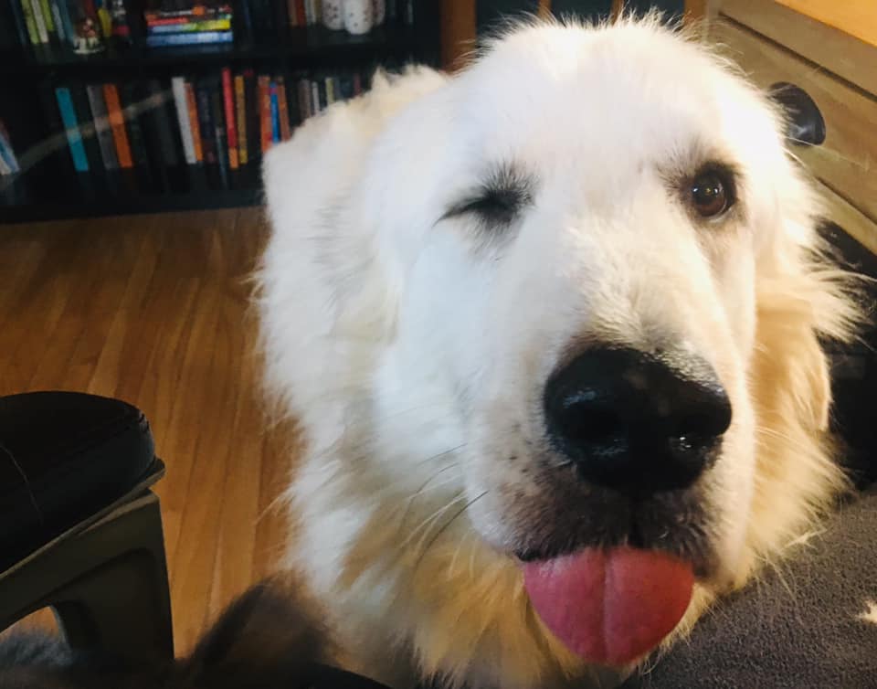 Dog Wisdom from Gabby the Rescued Great Pyr in Maine
