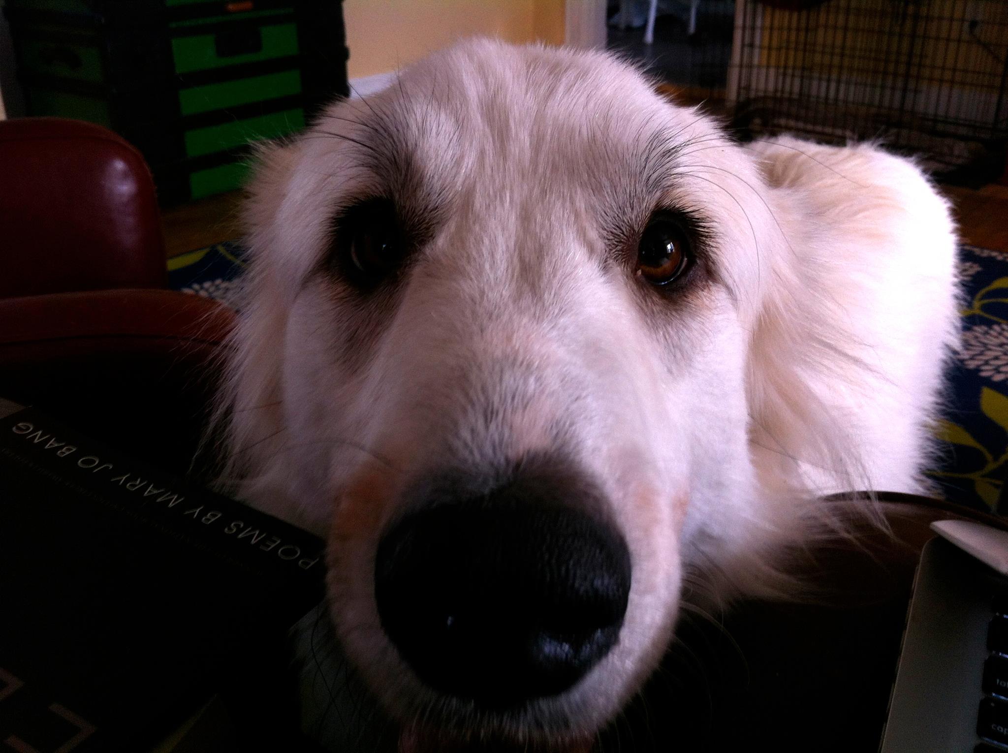 daily dog inspiration with rescue dogs