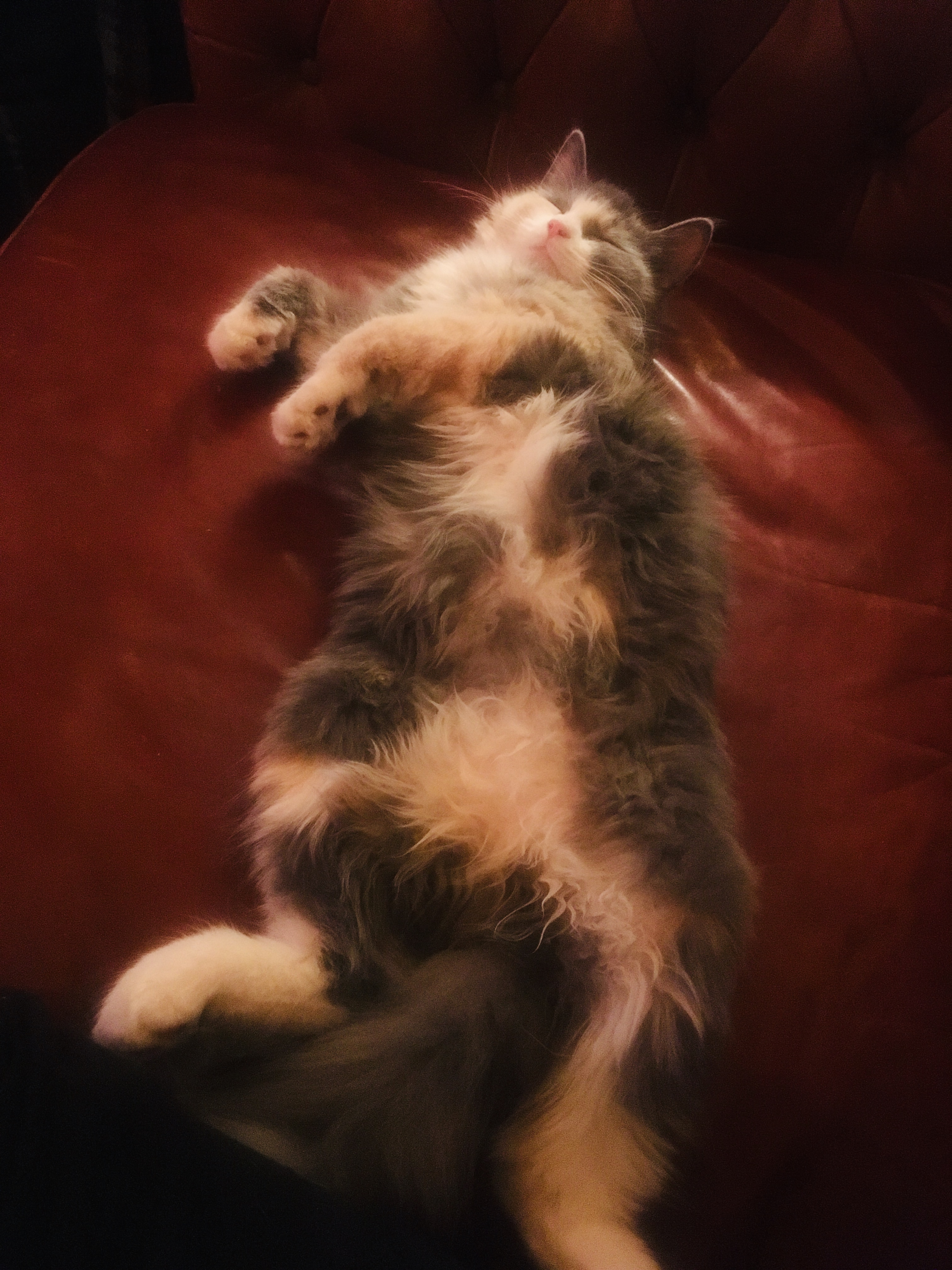 How does your heart survive sometimes? I don’t know. I’m just so glad that it does. That we are in this world together. It’s okay to rest. It’s all okay. Do what you need to do to thrive. I am rooting for you and your heart.