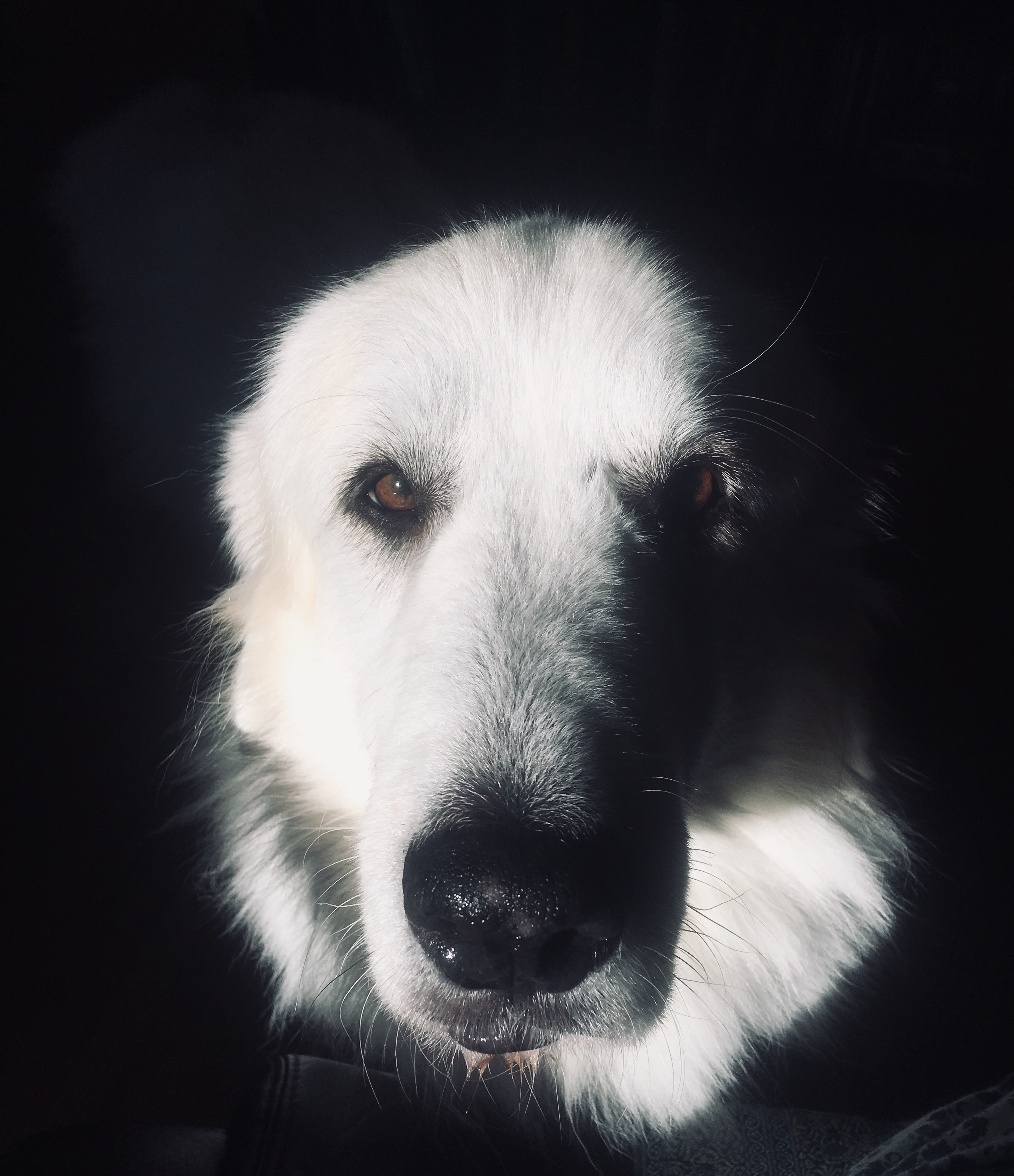 Dog Inspiration