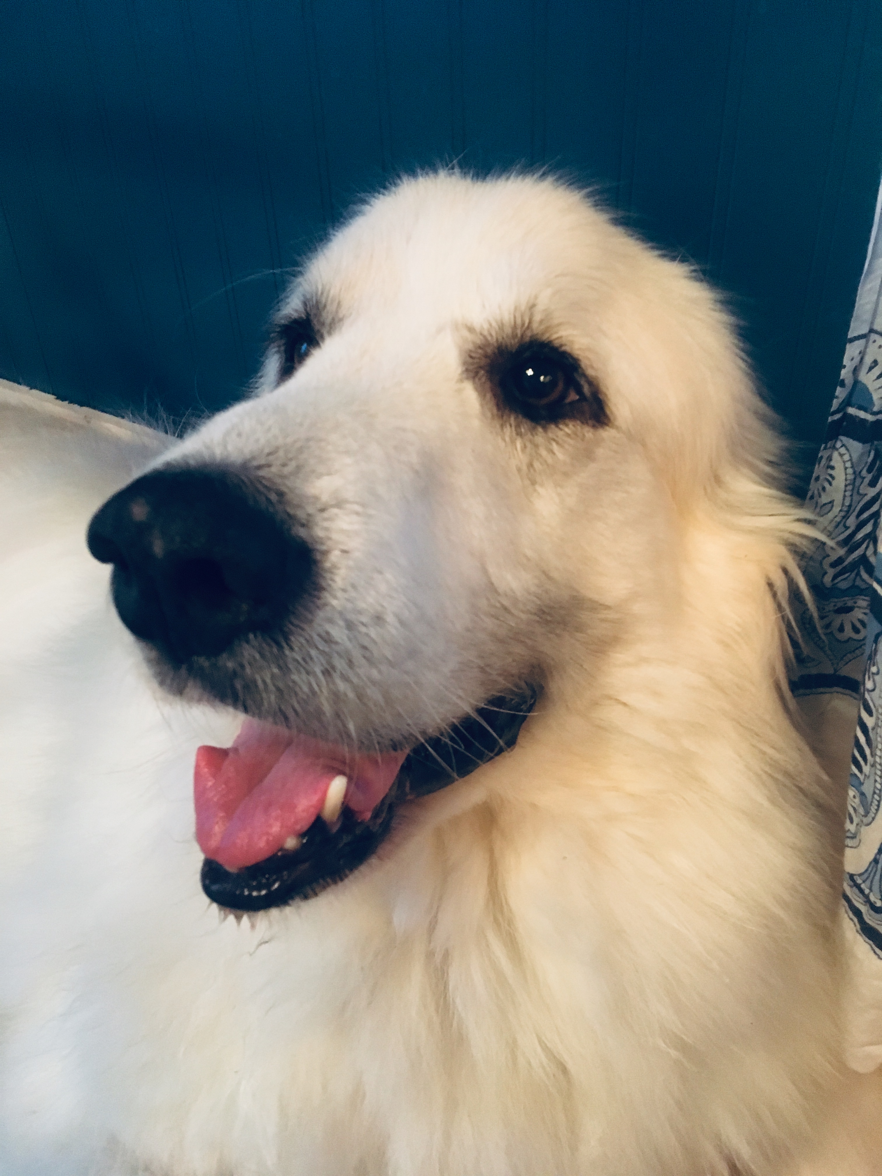 Gabby the Dog's Thursday Thoughts