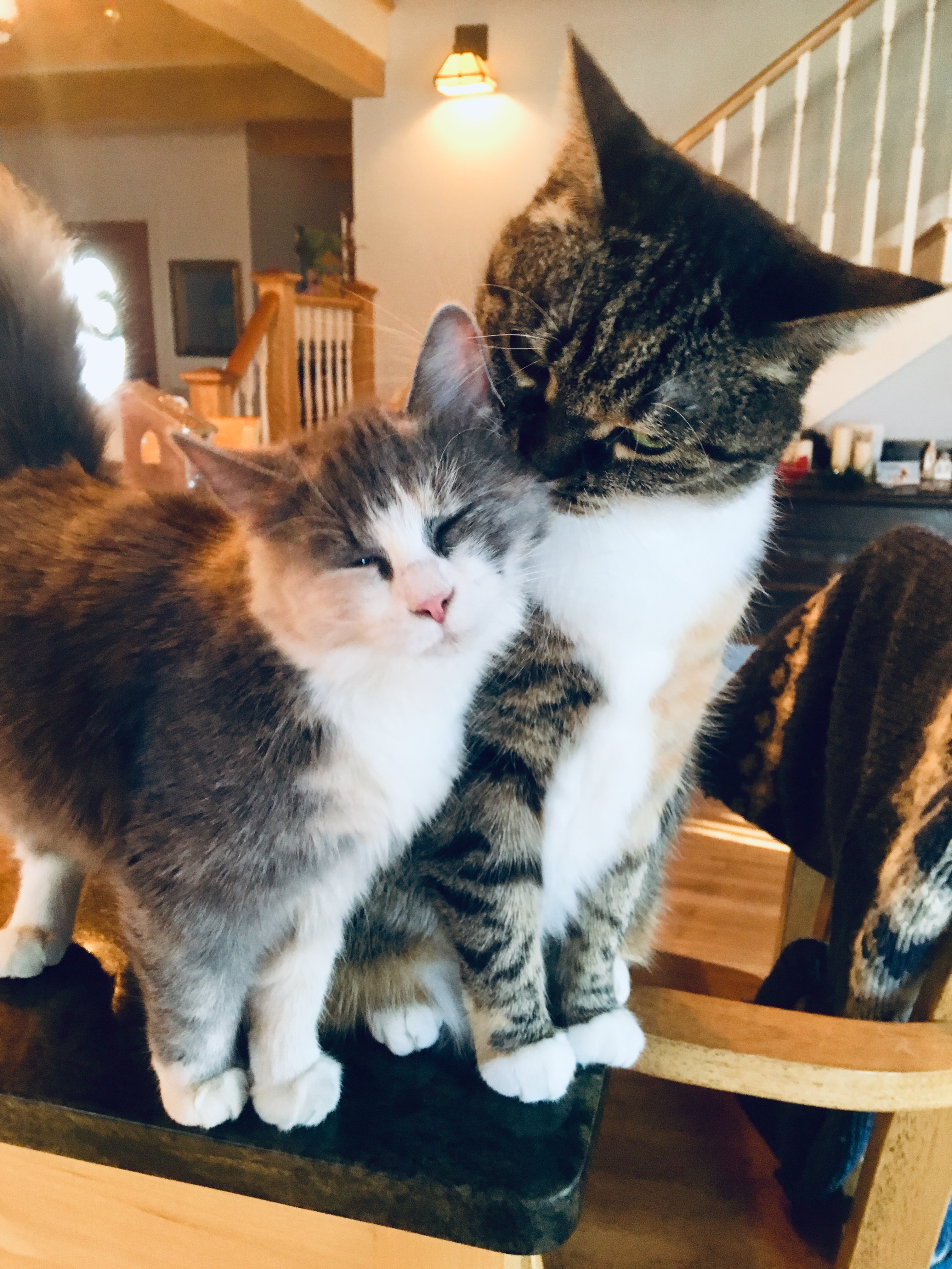 cat, cat wisdom, catandkitten, kitten, Maine cat, maine