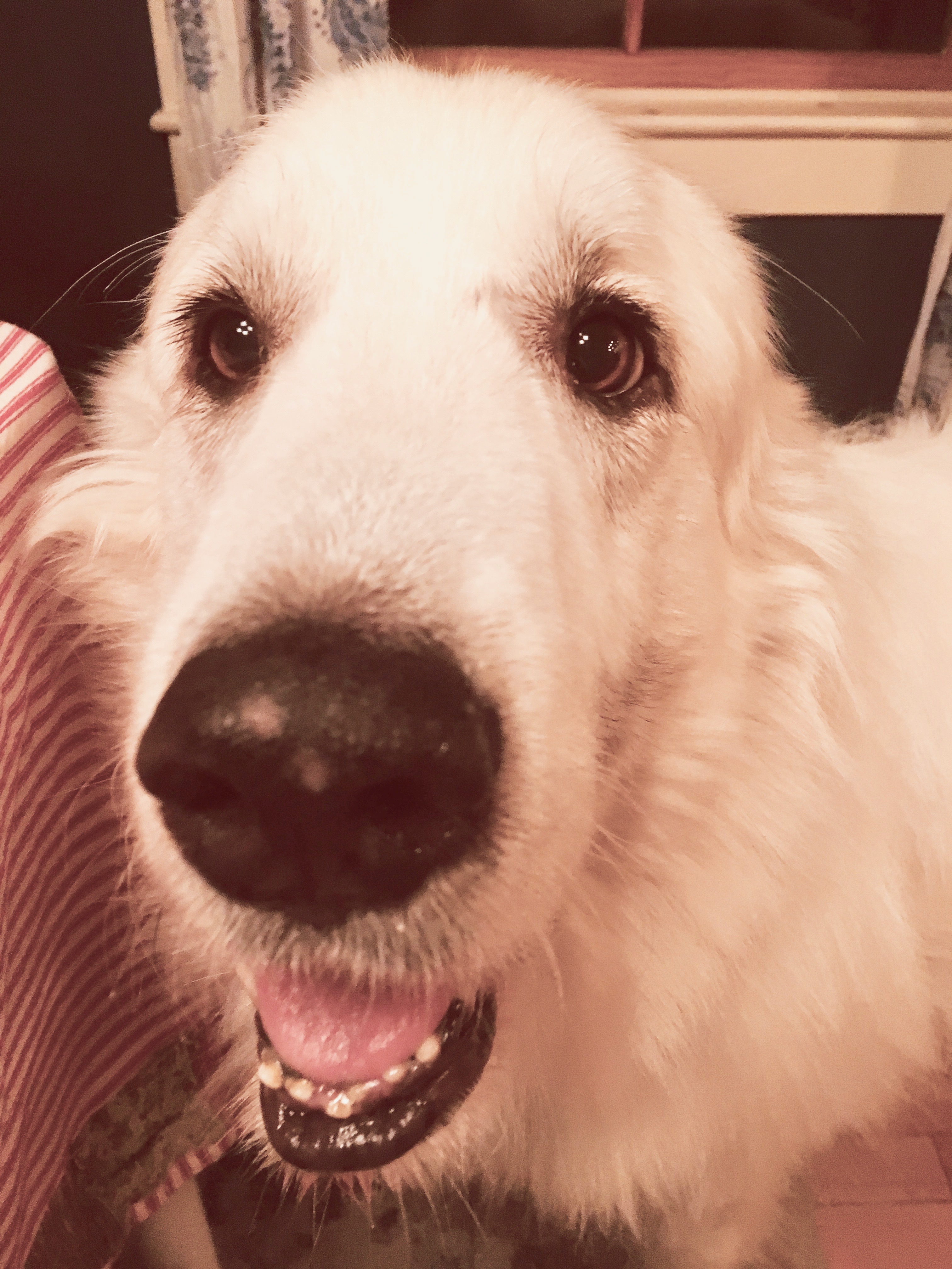 gabby dog inspiration Christmas Eve day