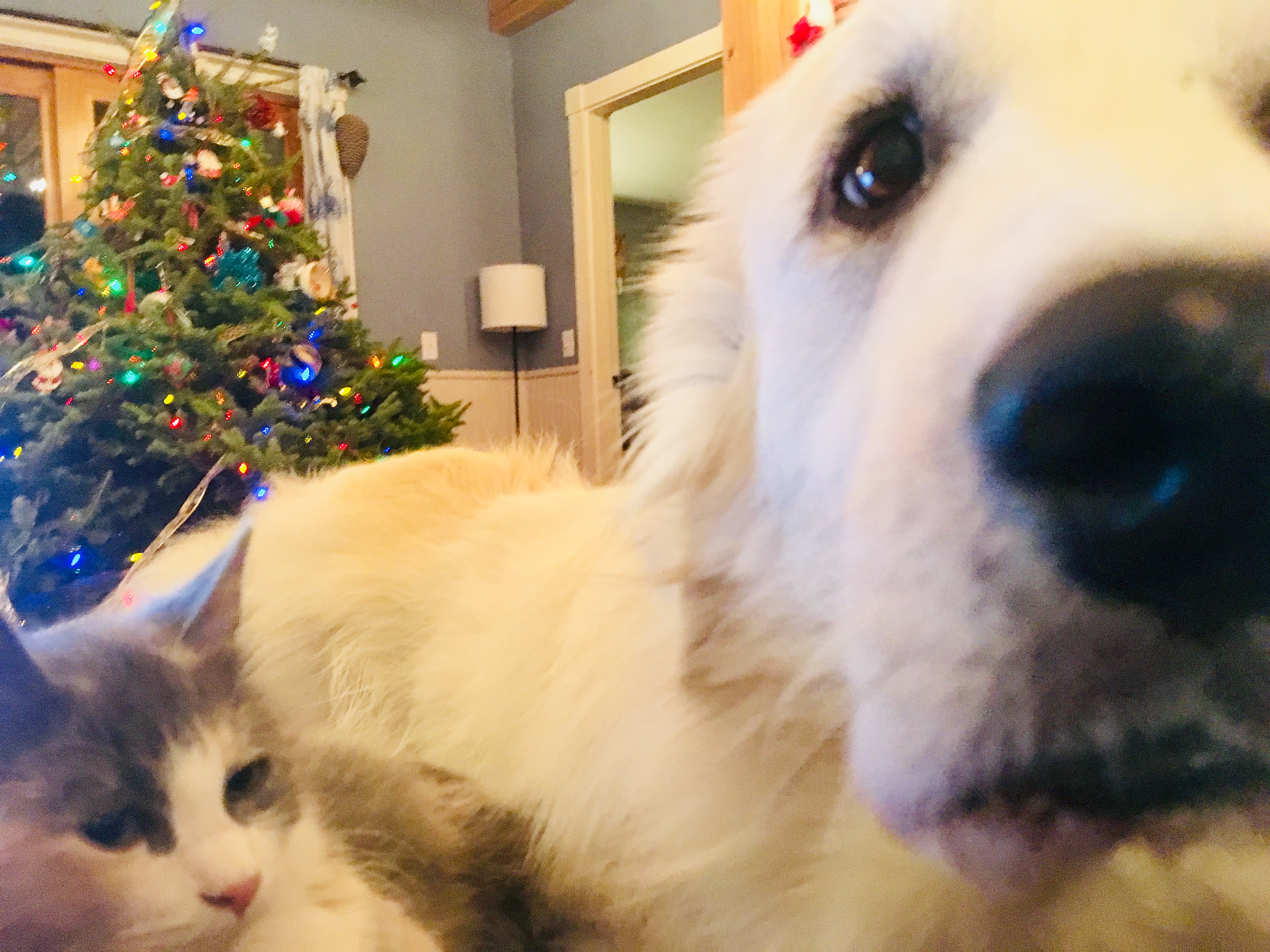 Sometimes the world seems a bit ... much? Hang onto love and friends. Let go of the stuff that keeps you from being strong. Hang on. Hang on. This world needs good. You are the good. xo Gabby Dog and Cloud the Kitten