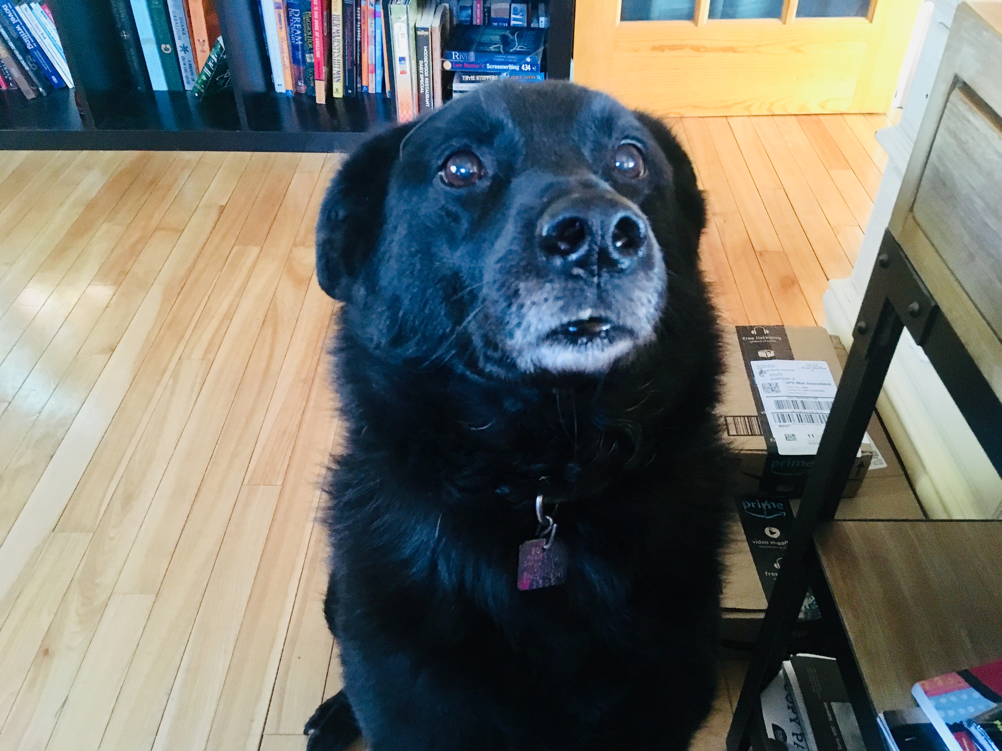 Dog wisdom