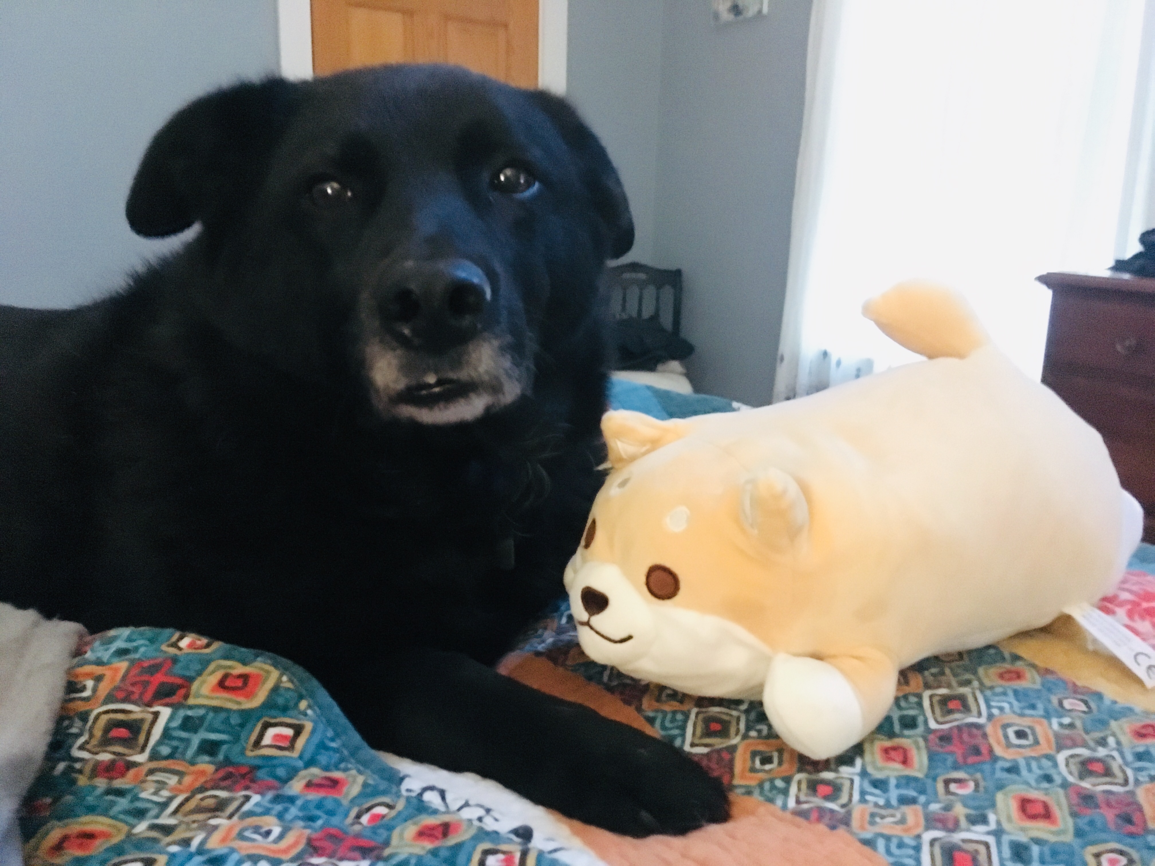 Sparty Dog Inspiration