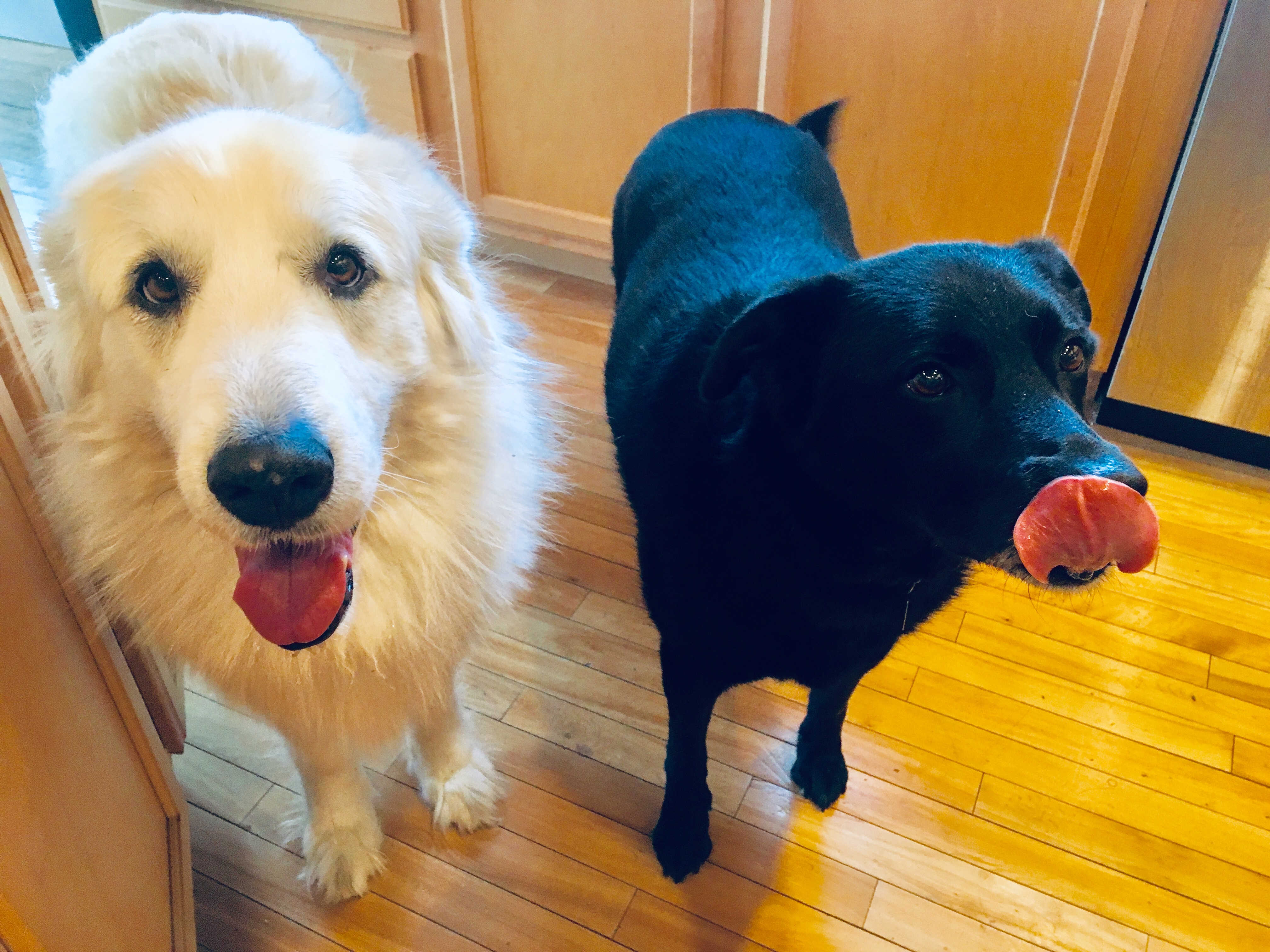 Dog Tweets of Love