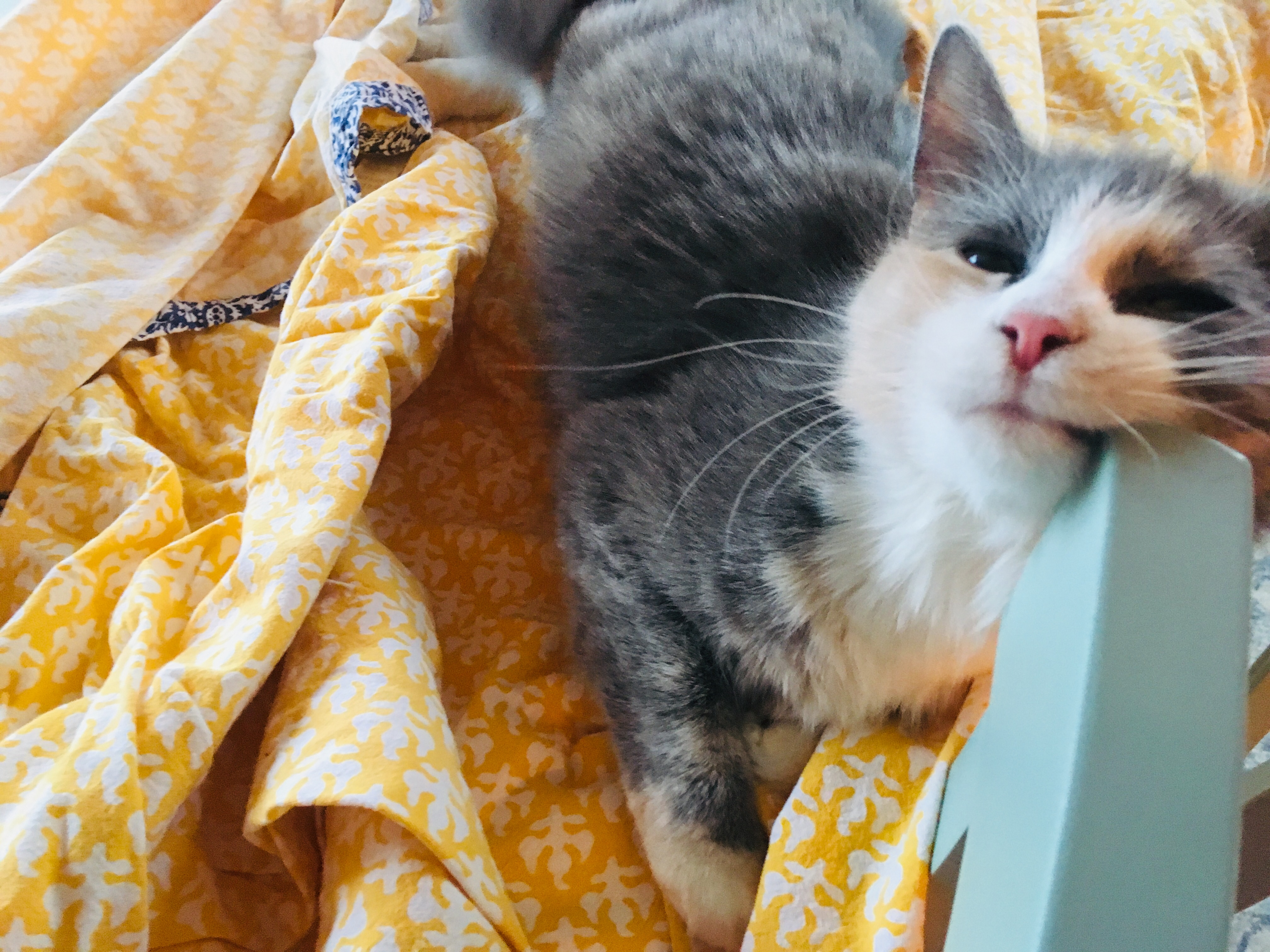 Cat life