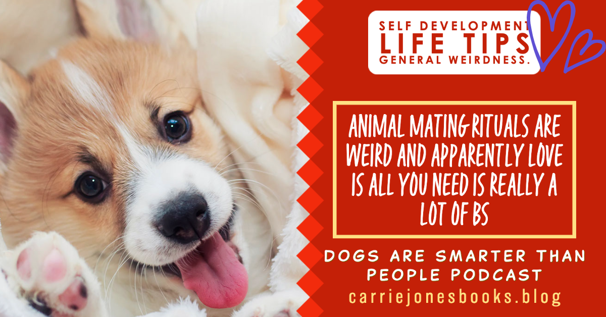 ANIMAL MATING RITUALS ARE WEIRD AND APPARENTLY LOVE IS ALL YOU NEED IS REALLY A LOT OF BS