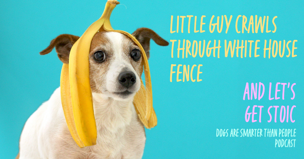 best podcast ever Dogs are Smarter Than Peopel