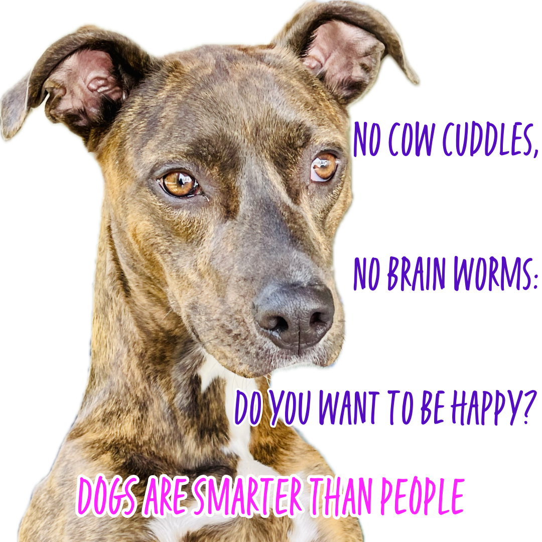 No cow cuddles, no brain worms: Do you want to be happy?
