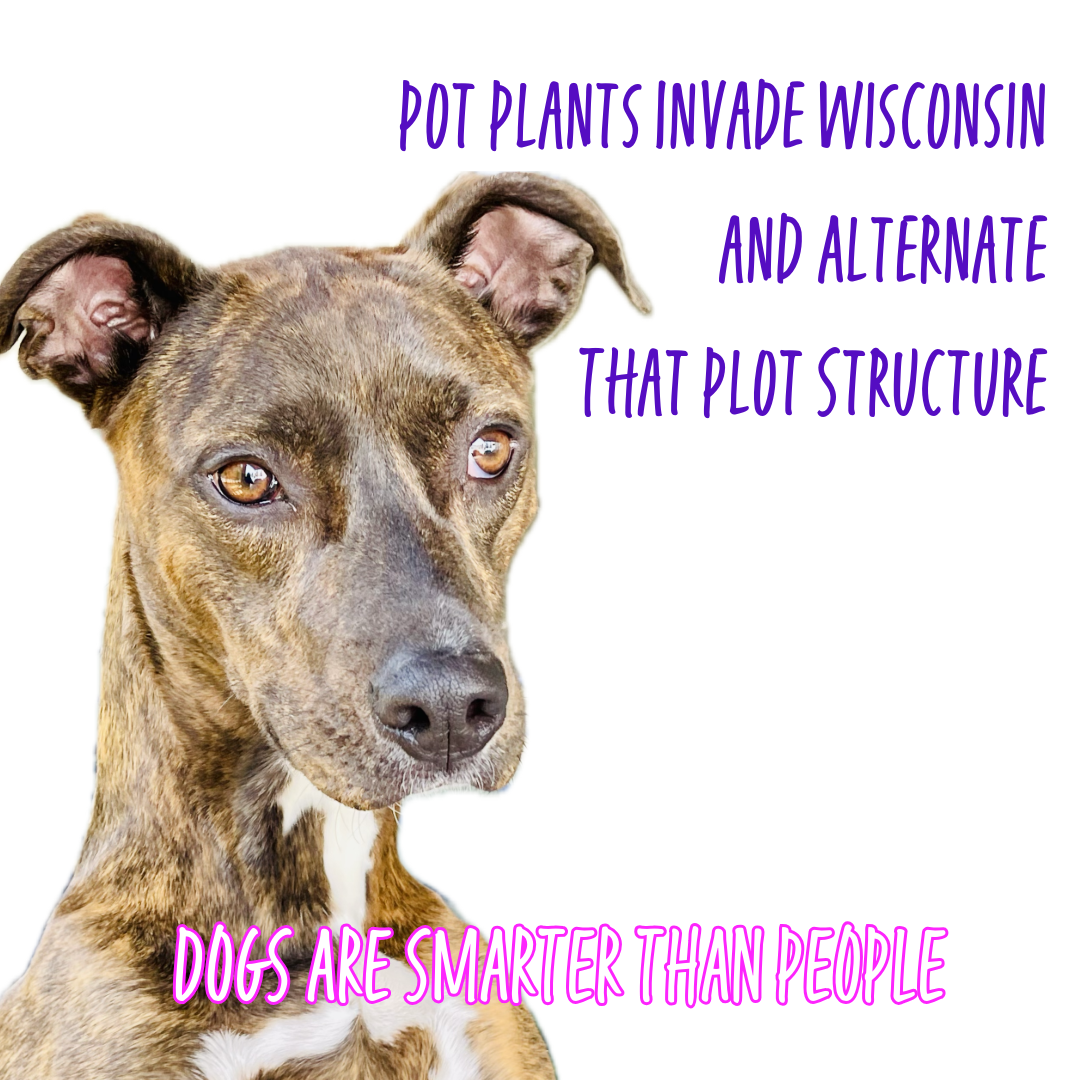 Pot Plants Invade Wisconsin and Alternate That Plot Structure
